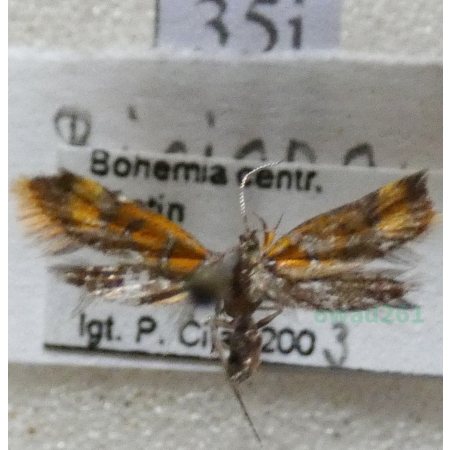 Promalactis procerella (Denis & Schiffermüller, 1775) Czech35i